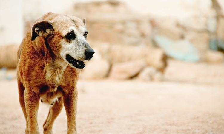 La Leishmaniosi nel cane